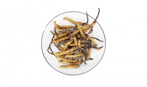 Factory made hot-sale Dong Quai Herb - Chinese herbs cordyceps fungus dong chong xia cao caterpillar fungus wholesale – Drotrong