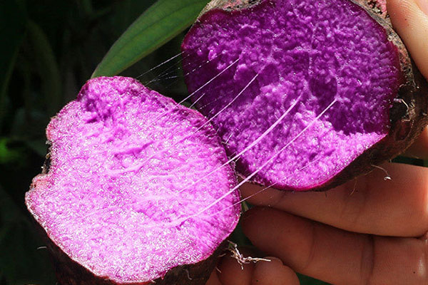 Efficacy and function of Purple Yam