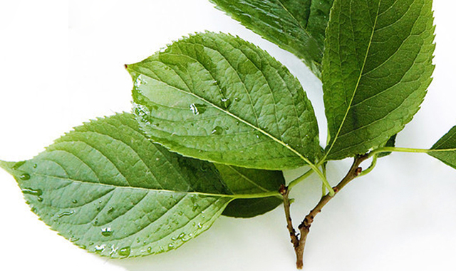 Chlorogenic Acid In The Extraction Of Eucommia Ulmoides Leaves Chlorogenic Acid In The Extraction Of Eucommia Ulmoides Leaves