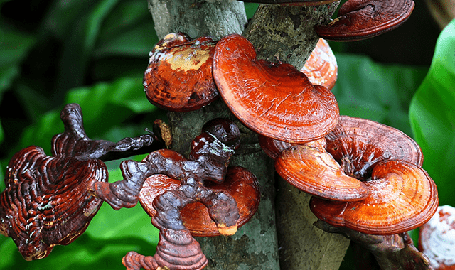 Magical mushroom:Ganoderma will benefit farmers, users
