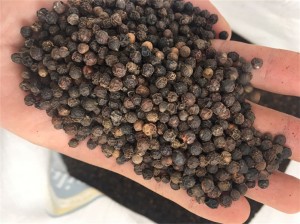 wholesale Chinese Black pepper